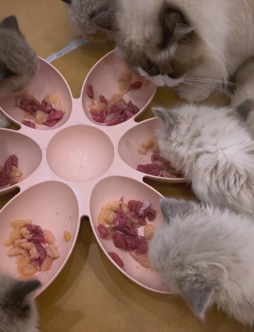 家猫蹲在陶瓷餐垫前等待喂食生骨肉块
