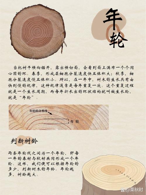 树界的日记本:年轮里藏着什么