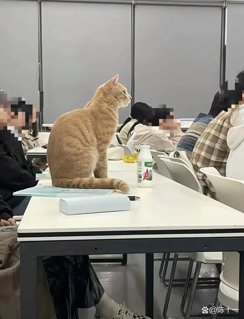 高中生对着书桌边的橘猫讲课堂知识点的日常场景