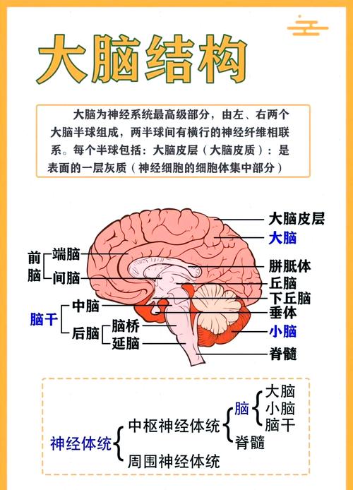 大脑手机刺激反应神经路径图