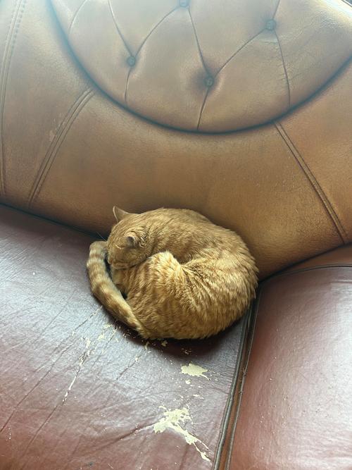 胖橘猫趴在掏空的沙发缝隙里睡觉