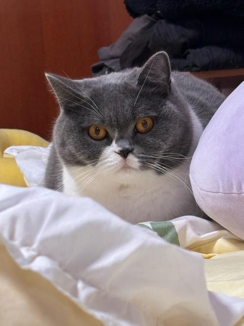 蓝猫对着主人慢眨眼睛的近距离照片