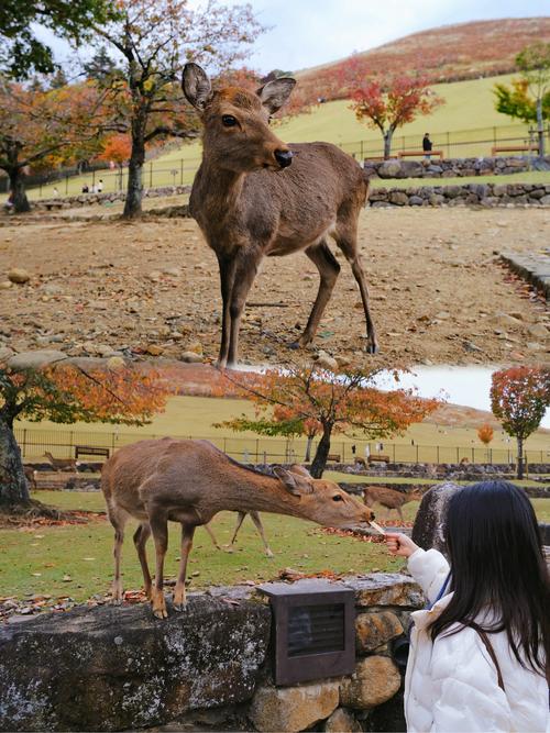 日本奈良公园游客与鹿互动场景