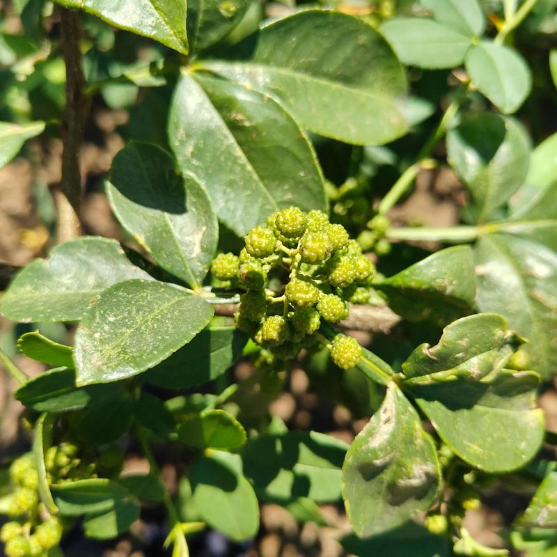 岳阳椒子茶茶杯特写花椒粒