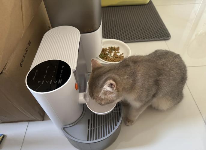 放错位置与猫碗同框的家用猫饮水机