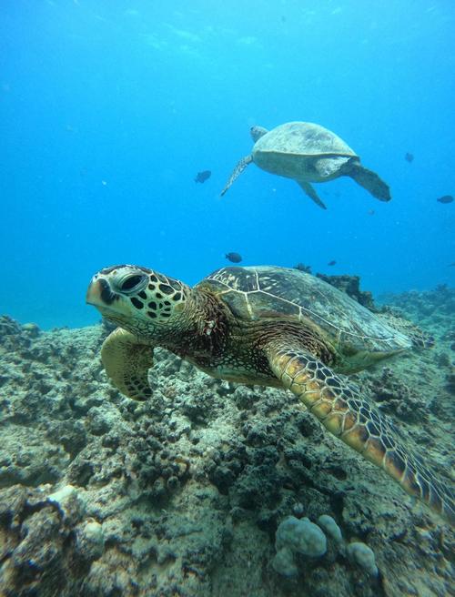 海岛浮潜与海龟同游