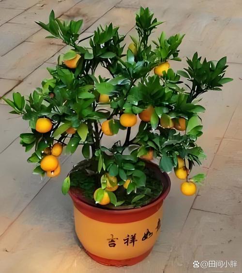 居民家阳台摆着三盆挂小青果的橘子盆栽