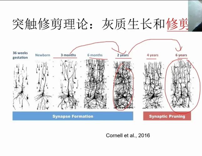 青春期大脑突触修剪示意图