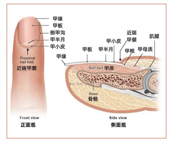 健康指甲结构剖面图 甲半月 甲母质 甲床