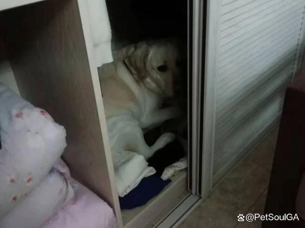 金毛狗狗烟花恐惧躲洗衣机实拍