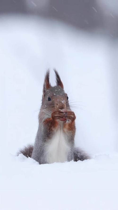 北美灰松鼠冬季藏食物雪中挖掘