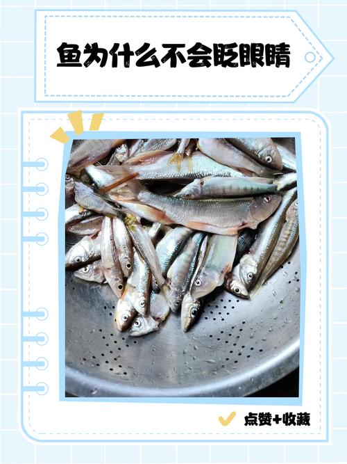 鱼:看眼睛,不是看它眨不眨眼