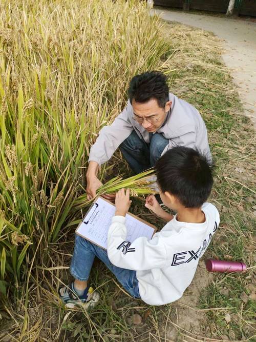 乡村小学学生在农田测量水稻生长数据