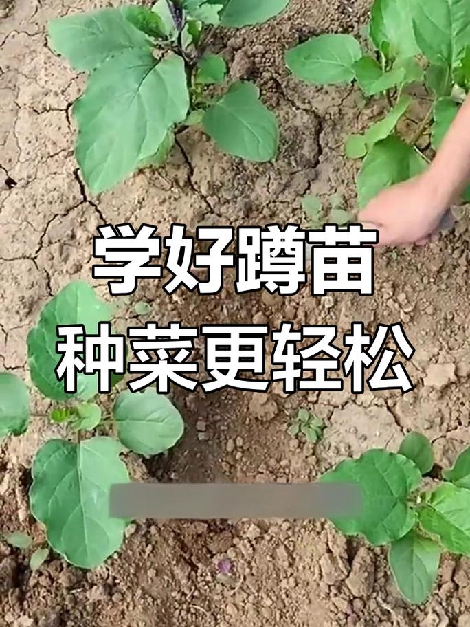 低矮作物采摘正确蹲姿示意图