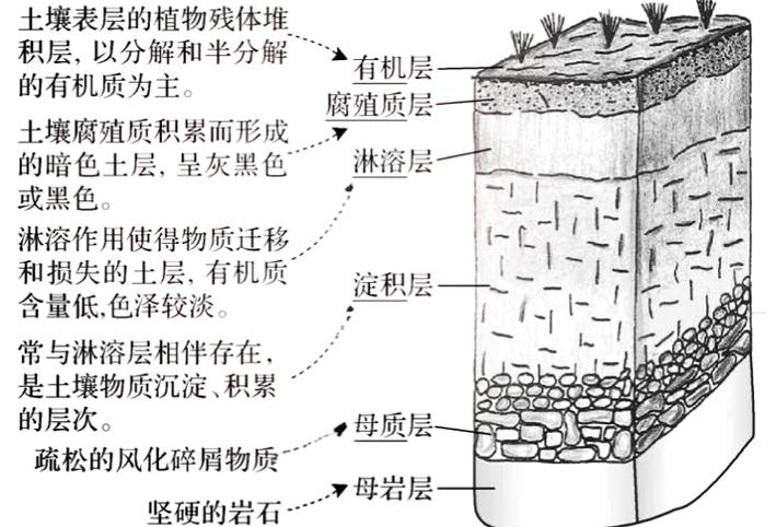 沼泽泥炭层垂直剖面图
