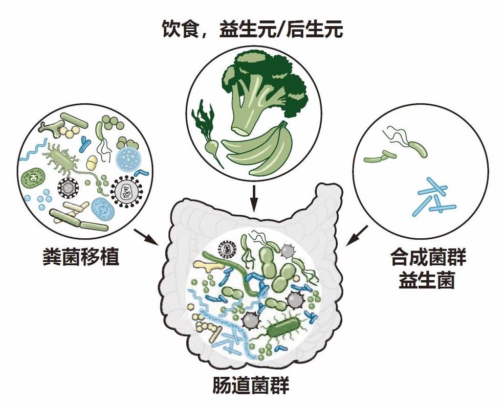 母婴母婴传递肠道菌群示意图