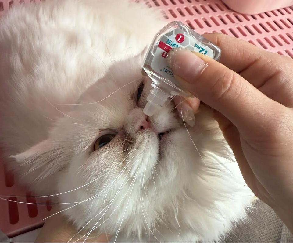 猫疱疹病毒眼部护理滴药实拍