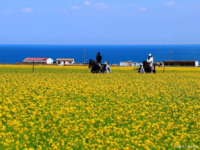 青海湖夏季油菜花海环湖公路