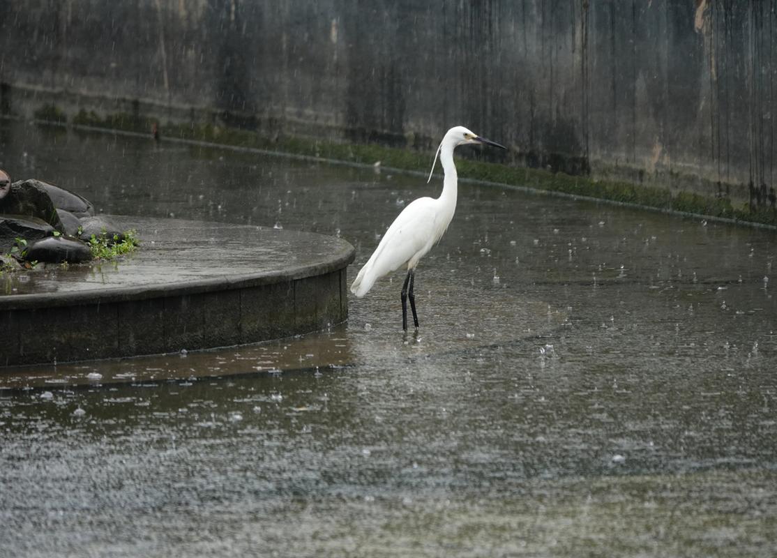 那个雨天,我与白鹭对视的十分钟——白鹭观察手记-因为所以