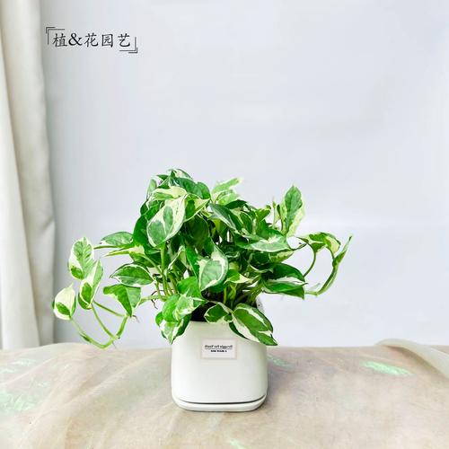 餐桌中央放着陶瓷锅种的垂叶绿萝盆栽
