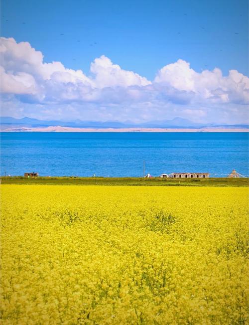 中国青海省青海湖油菜花海湖景