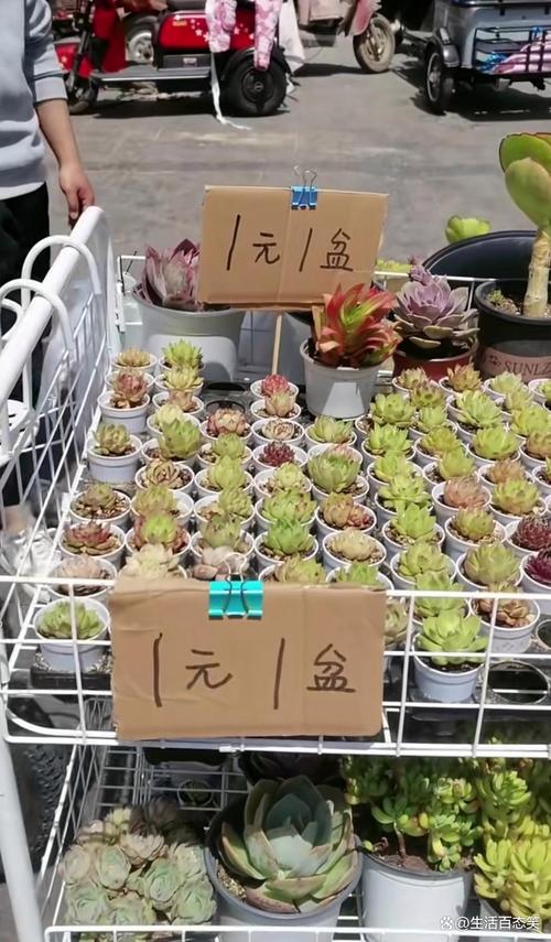 巷口临时花市挂着水珠的盆栽摊位