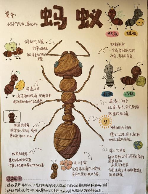 小学生手绘蚂蚁观察日记手账页面