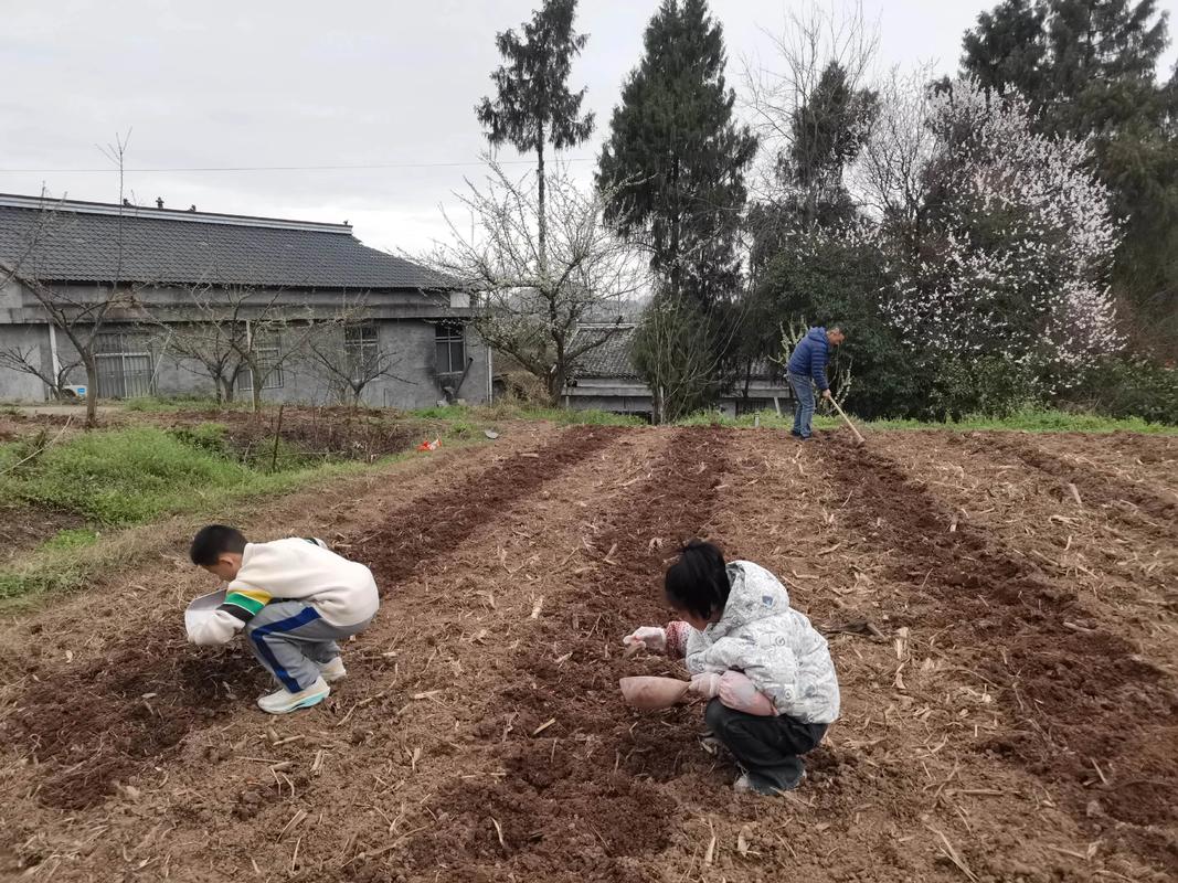 农村孩子在家干农活辍学场景