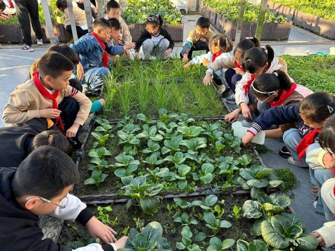 城镇中学实验楼角落学生自发种植的小菜园