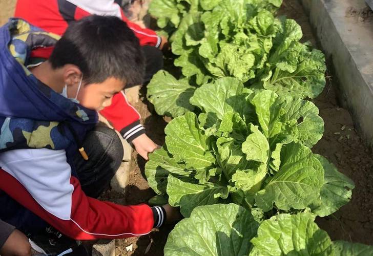 小学生周记本中夹着干白菜叶的特写