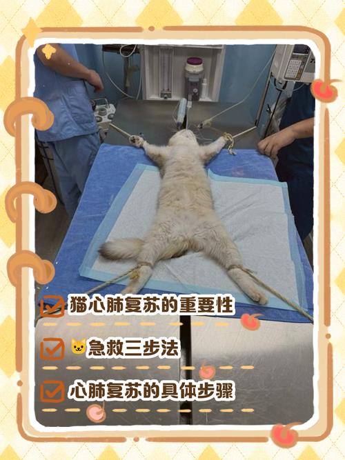 小型宠物心肺复苏人工呼吸正确姿势实拍