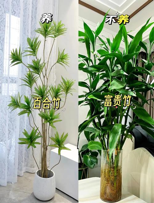 养护不对，养好的绿植也变健康隐患