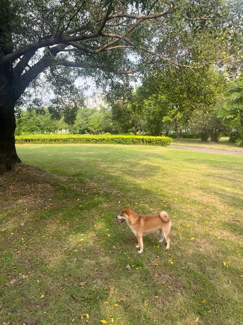 公园草地上柴犬突然回头看向站定的主人脚边