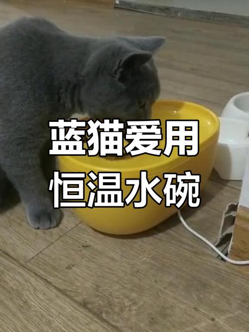 成年蓝猫蹲客厅陶瓷水碗舔水实拍