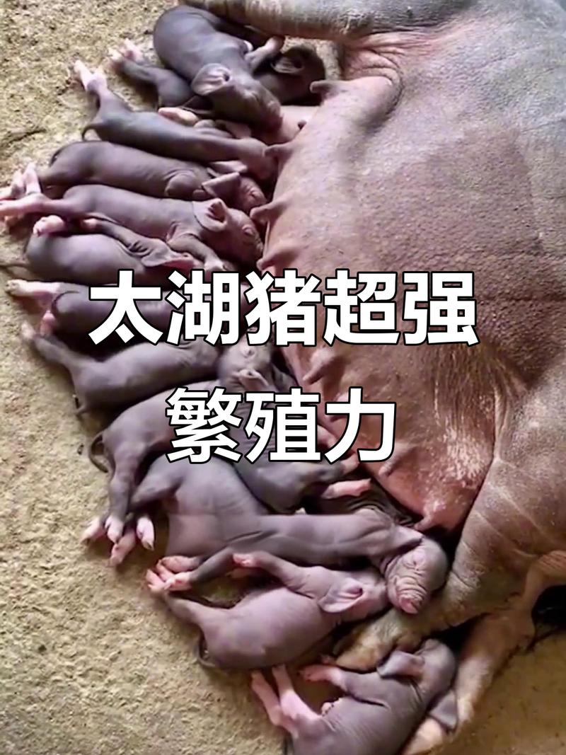 那个号称能“起死回生”的猪，把伦理委员会逼疯了