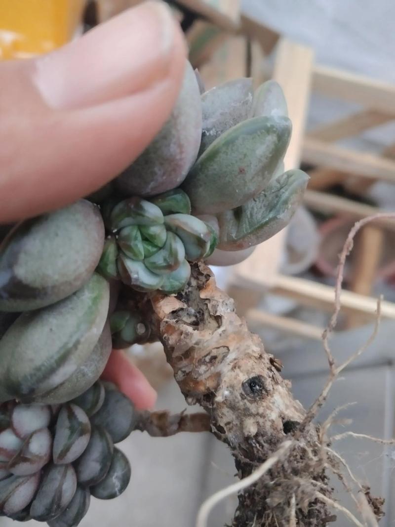 多肉植物浇水过多导致根部腐烂状态特写