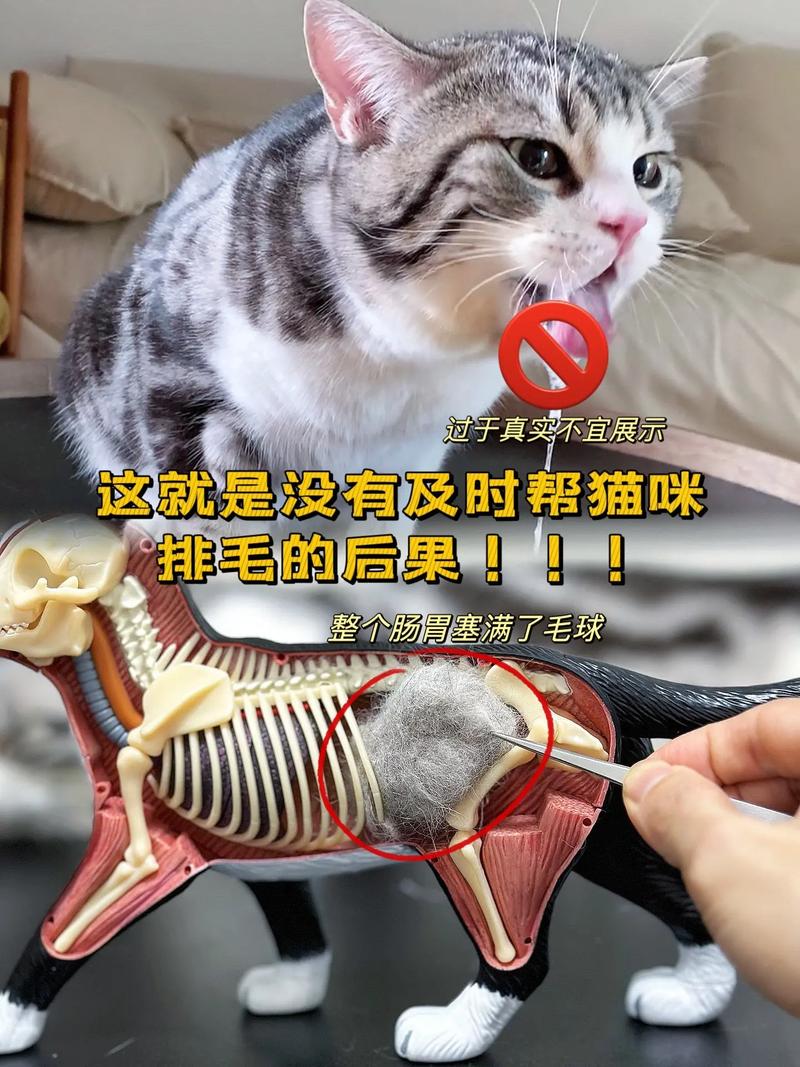 健康猫咪肠道排出猫毛过程示意图