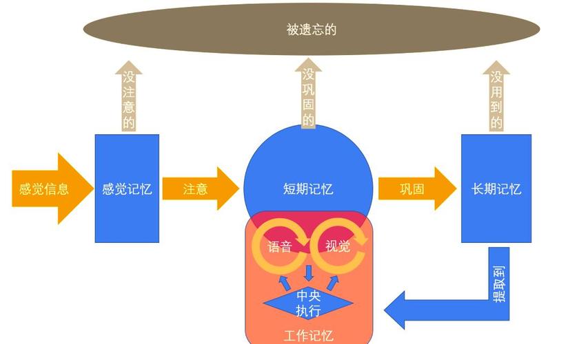大脑临时缓存与长期记忆存储路径示意图