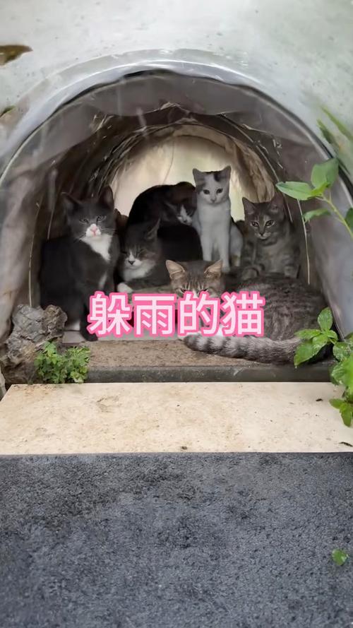 宠物猫咪雷雨天躲在密闭猫窝角落