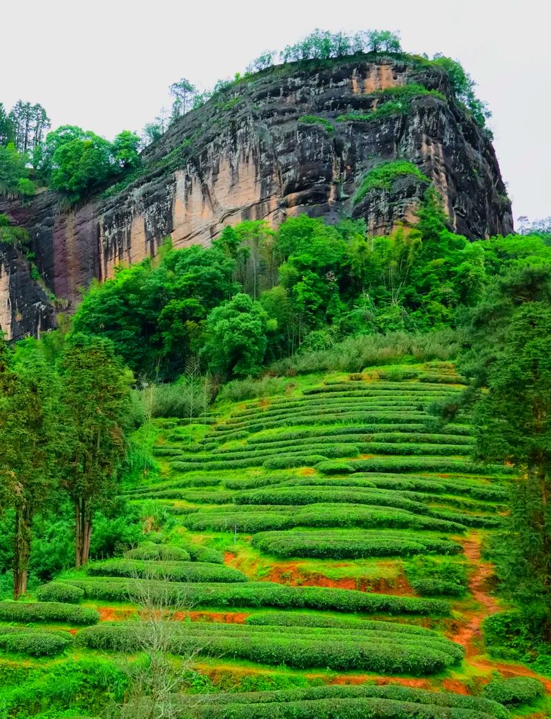 南漳武夷山层叠茶山观景