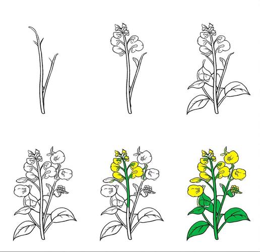 小学生手绘油菜花结构作业图