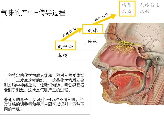 人类鼻腔嗅觉感受器分布简易示意图
