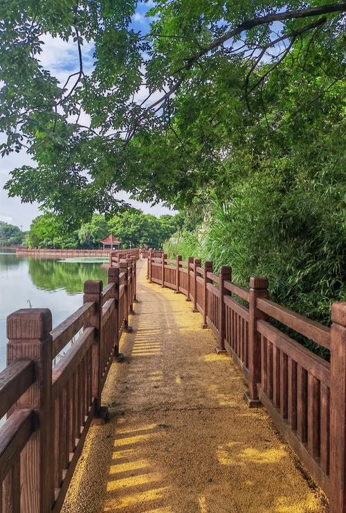 湖北南漳峡门口水库岸边枫杨林树荫步道