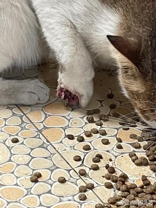 猫咪爪垫被陶瓷花盆碎片划伤的实拍特写