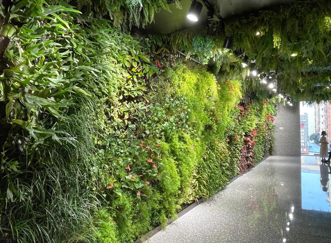 城市中学教学楼垂直绿化墙和学生观察植物
