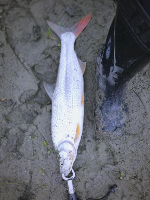南漳鱼泉河春季泉眼涌出细鳞红尾鱼实拍
