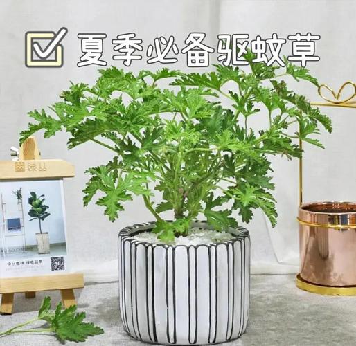 室内阳台摆放多种驱蚊香草盆栽
