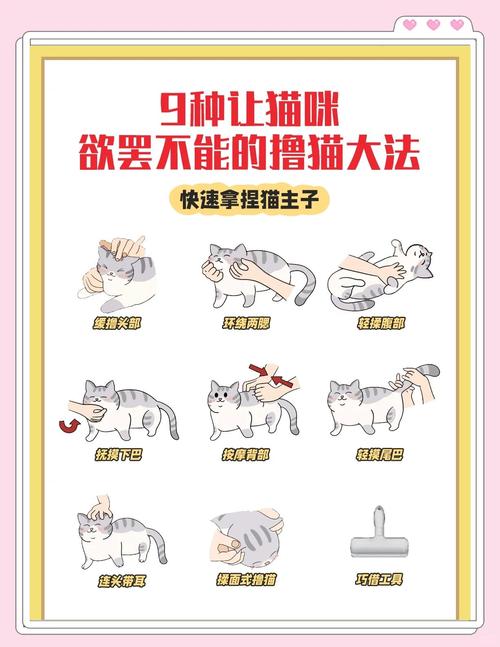 主人给猫咪错误按揉肚子示范