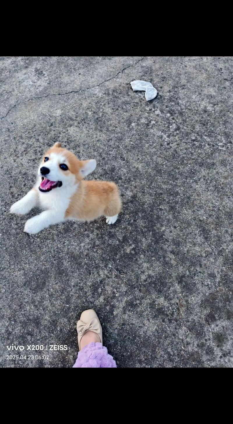 柯基犬跑起来后腿同步兔子跳的实拍图
