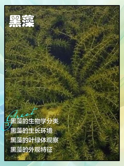 藻类——一生的宿敌
